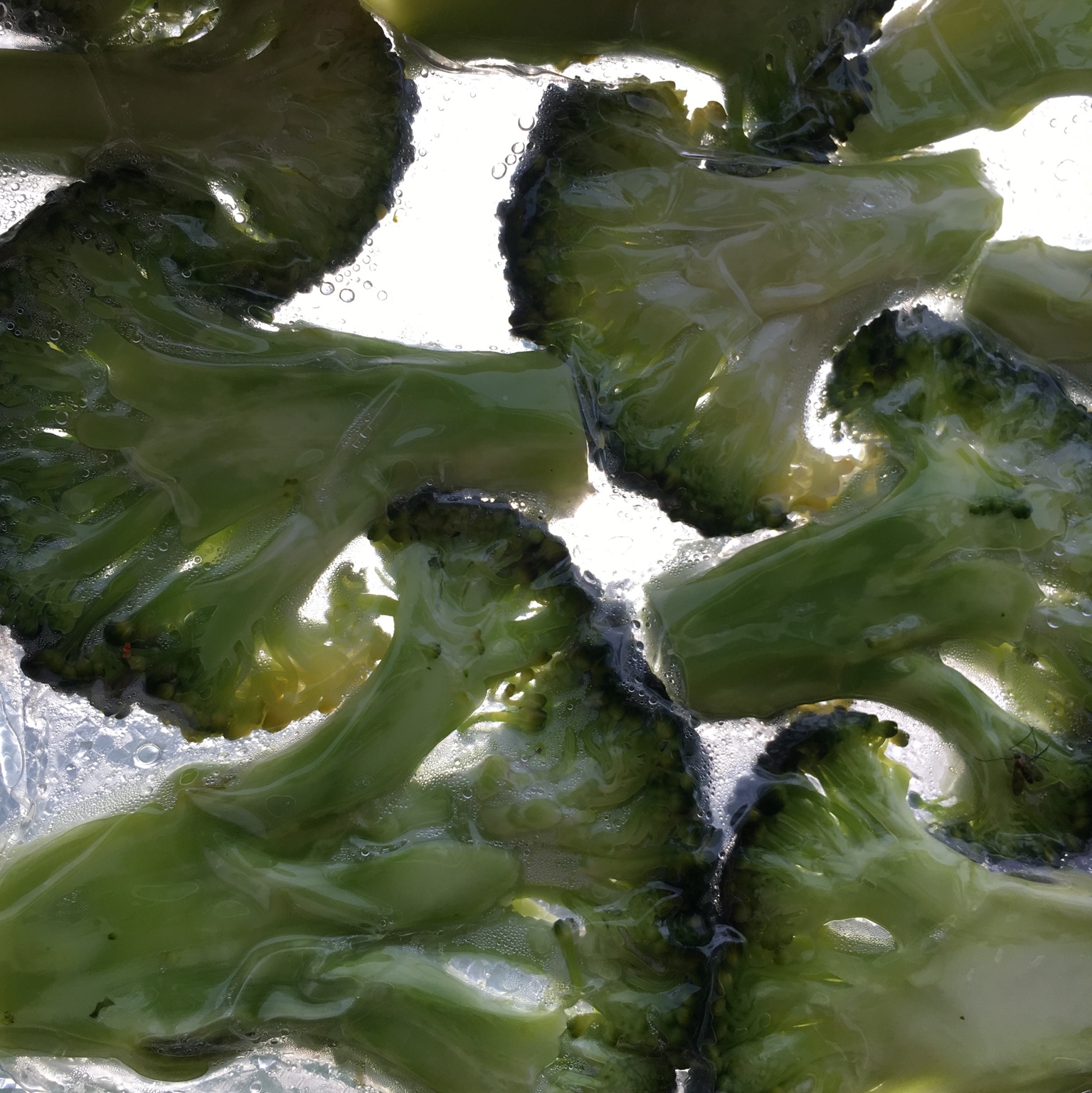 Brócoli completo sumergido en agua, observado como materia y transformación